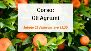 corso agrumi