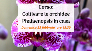 corso orchidee phalaenopsis